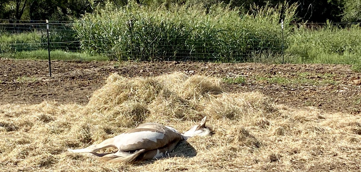 When it’s morning and you just can’t hang….Baby Coro was found snoring quite loudly after a morning of play. We all could use this kind of sleep 🥰

Linktr.ee/PRRHR 

#rescue #rest #play #horsesofIG #AnimalWelfare #loved #PassTheSafeAct