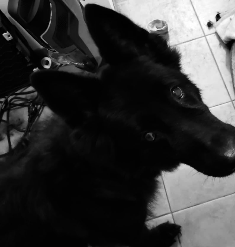 seschtei's tweet photo. R.I.P Maus https://t.co/urjFp17CXT
