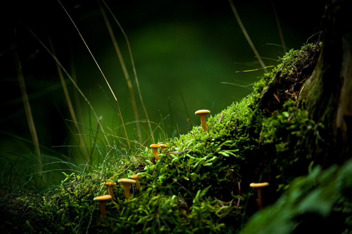 Next few weeks I will be hunting for mushrooms. #mushrooms