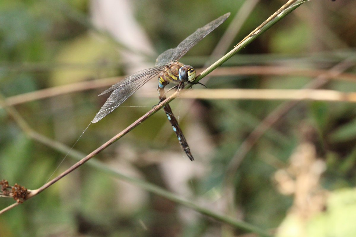 Geraldine Gray (@gezziebell) on Twitter photo Caught in a spider’s trap (did eventually escape!) <a href="/tophilllow/">tophilllow</a> today. <a href="/BDSYorkshire/">York. Dragonfly Grp.</a> <a href="/BDSdragonflies/">British Dragonfly Society</a> <a href="/BBCSpringwatch/">BBC Springwatch</a> <a href="/Buzz_dont_tweet/">Buglife</a> #BBCWildlifePOTD <a href="/Britnatureguide/">The British Nature Guide</a> #dragonfly <a href="/YorksWildlife/">Yorkshire Wildlife Trust - follow us on Bluesky 🦋</a> <a href="/VisitYNT/">YorksNatureTourism</a> Caught in a spider’s trap (did eventually escape!) <a href="/tophilllow/">tophilllow</a> today. <a href="/BDSYorkshire/">York. Dragonfly Grp.</a> <a href="/BDSdragonflies/">British Dragonfly Society</a> <a href="/BBCSpringwatch/">BBC Springwatch</a> <a href="/Buzz_dont_tweet/">Buglife</a> #BBCWildlifePOTD <a href="/Britnatureguide/">The British Nature Guide</a> #dragonfly <a href="/YorksWildlife/">Yorkshire Wildlife Trust - follow us on Bluesky 🦋</a> <a href="/VisitYNT/">YorksNatureTourism</a>