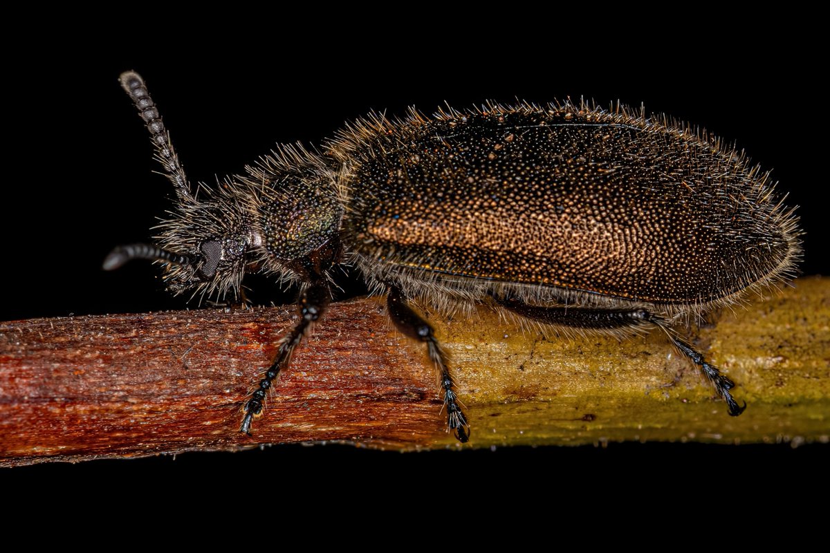 Fungus-fighting #bacteria can protect #beetles during #molting, showcasing a rarely documented form of #symbiosis. In PNAS Journal Club: ow.ly/q2qt50KUU6v #fungus #exoskeleton