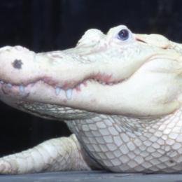 GatorsDaily's tweet photo. smol vs big https://t.co/bcJzHINcYc
