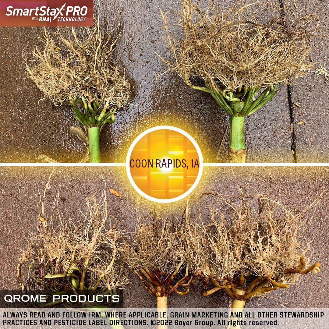 Iowa_Channel's tweet photo. When you see these root comparisons, there’s only one product that shines! 

As @MNelson_ISU discovered in this @ChannelSeed  field near Coon Rapids, #SmartStaxPro provided much better corn rootworm control than the Qrome split-planted with it! #DefendLikeAPro @BayerTraits https://t.co/Phb1KWGzyy