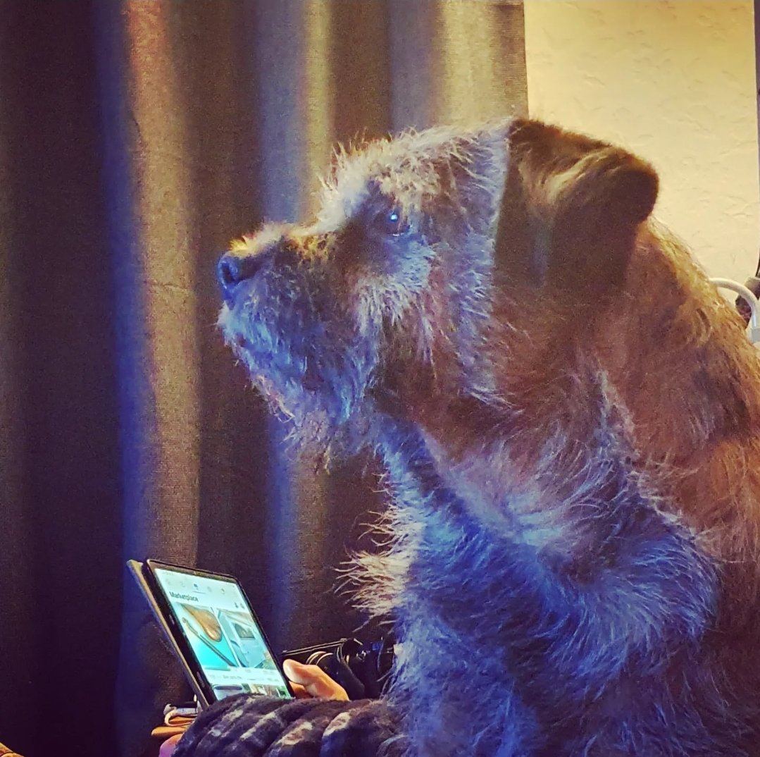 Joesambi's tweet photo. Dex loves to watch wildlife on TV #Iolo https://t.co/R0fX46PaMs