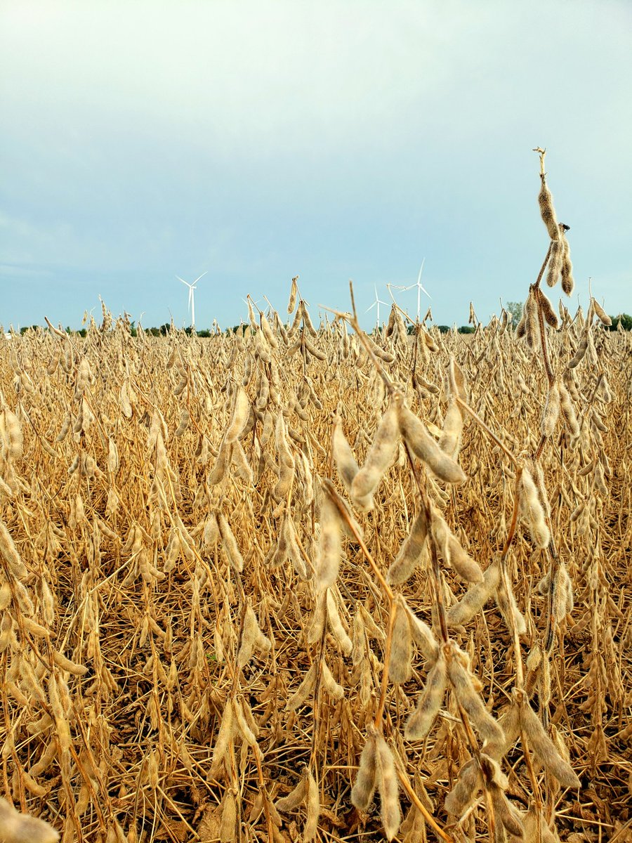 C & L Seed Production tweet media
