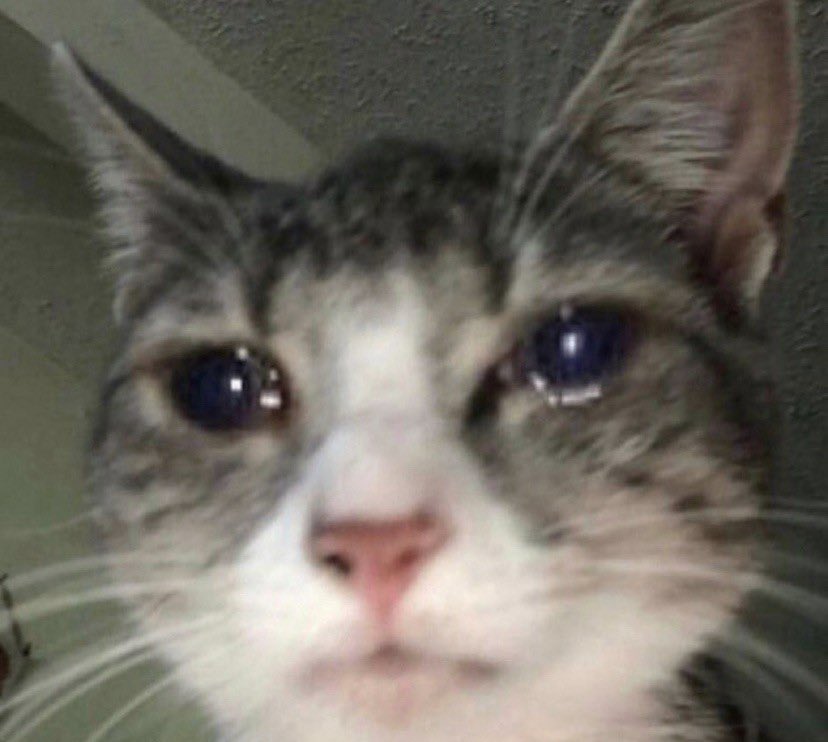 Siren 🧜🏼‍♀️ tweet media