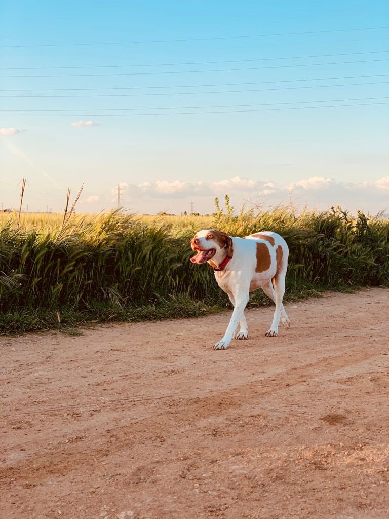 🔙❤️‍🩹🐾