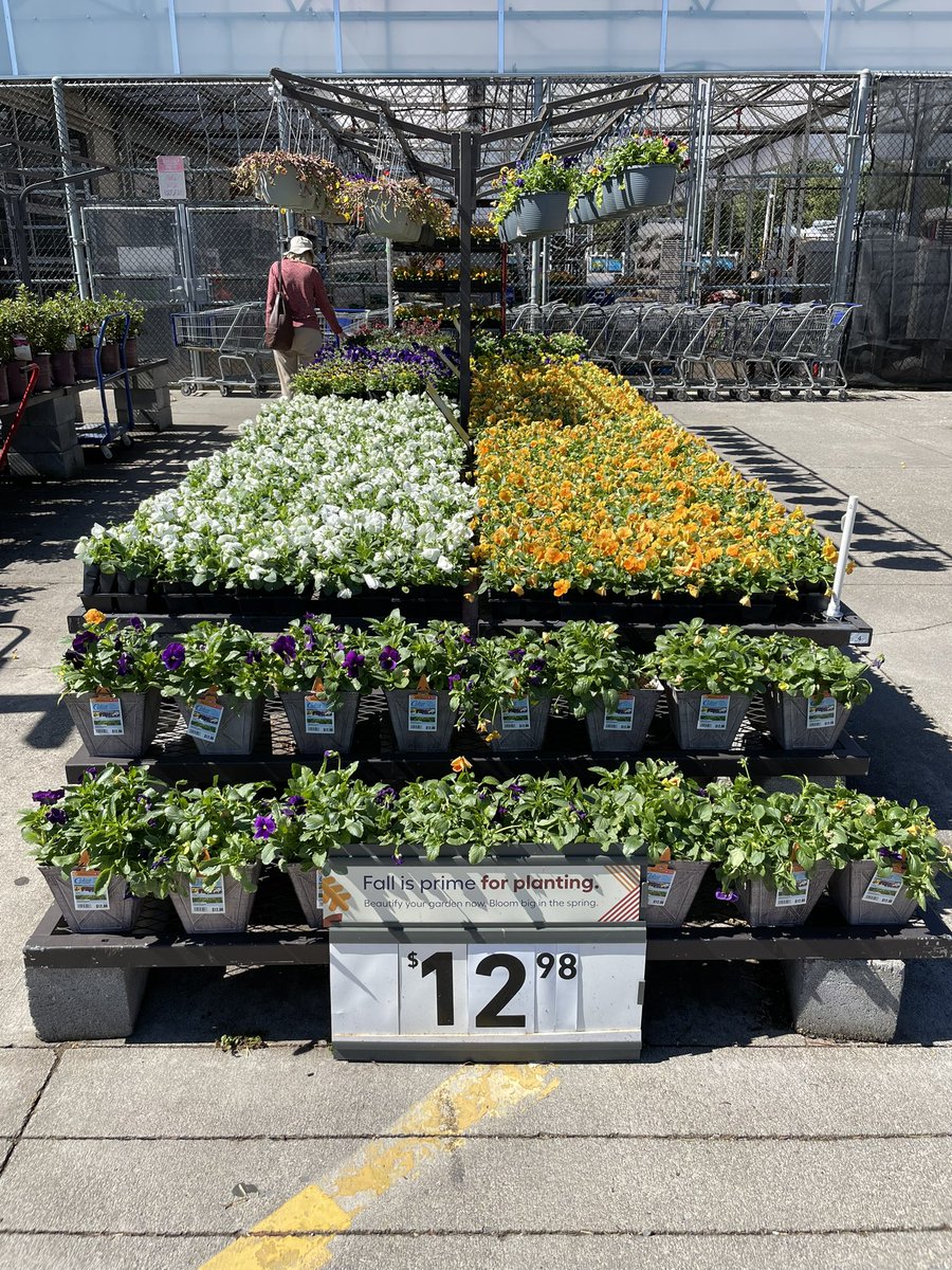 Vols Offensive Lineman @ollie_lane78 shops at Lowes in Alcoa for everything orange and white. We also have mums and pansies so you can decorate in celebration of a Big Orange win over Florida!! @PlantPartners @lowesplantlife @867District @sgarrison_PPRM @lanesinva @MetrolinaGHS