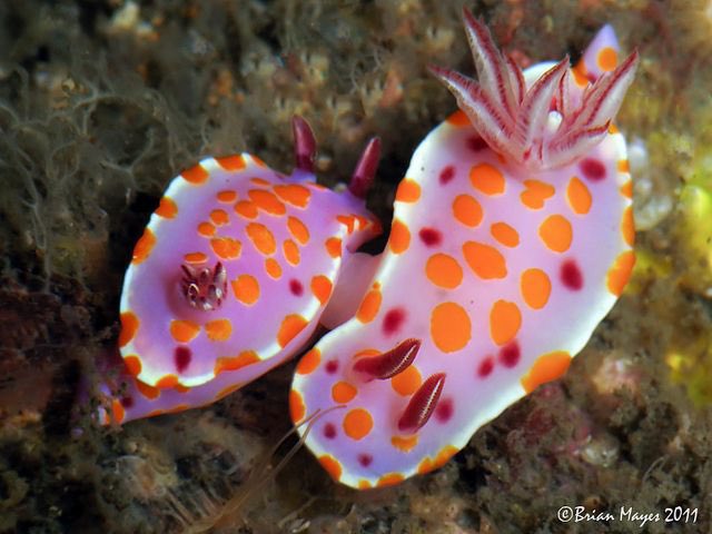 aqualuvsuotd's tweet photo. ☆ our lovely aquatic of the day is the clown nudibranch (ceratosoma amoena) !
☆ they say that it’s okay to be eccentric ! being weird and unusual is fun, why not indulge yourself sometimes ? https://t.co/onJXw5PHPy