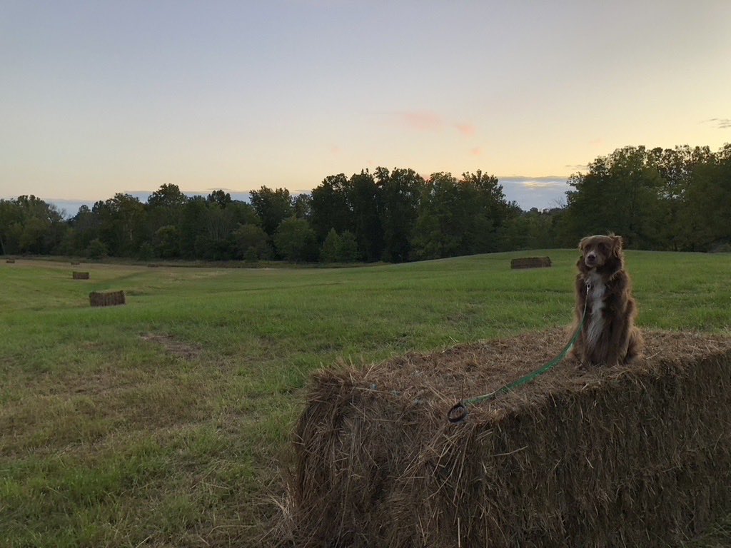edwardbradley's tweet photo. Lucy 

Dvoor Farm 

@HunterdonLandTr 

#hikenj #hiking #hikingwithdogs #tuesdaymotivation https://t.co/ZGqDf5M8AH