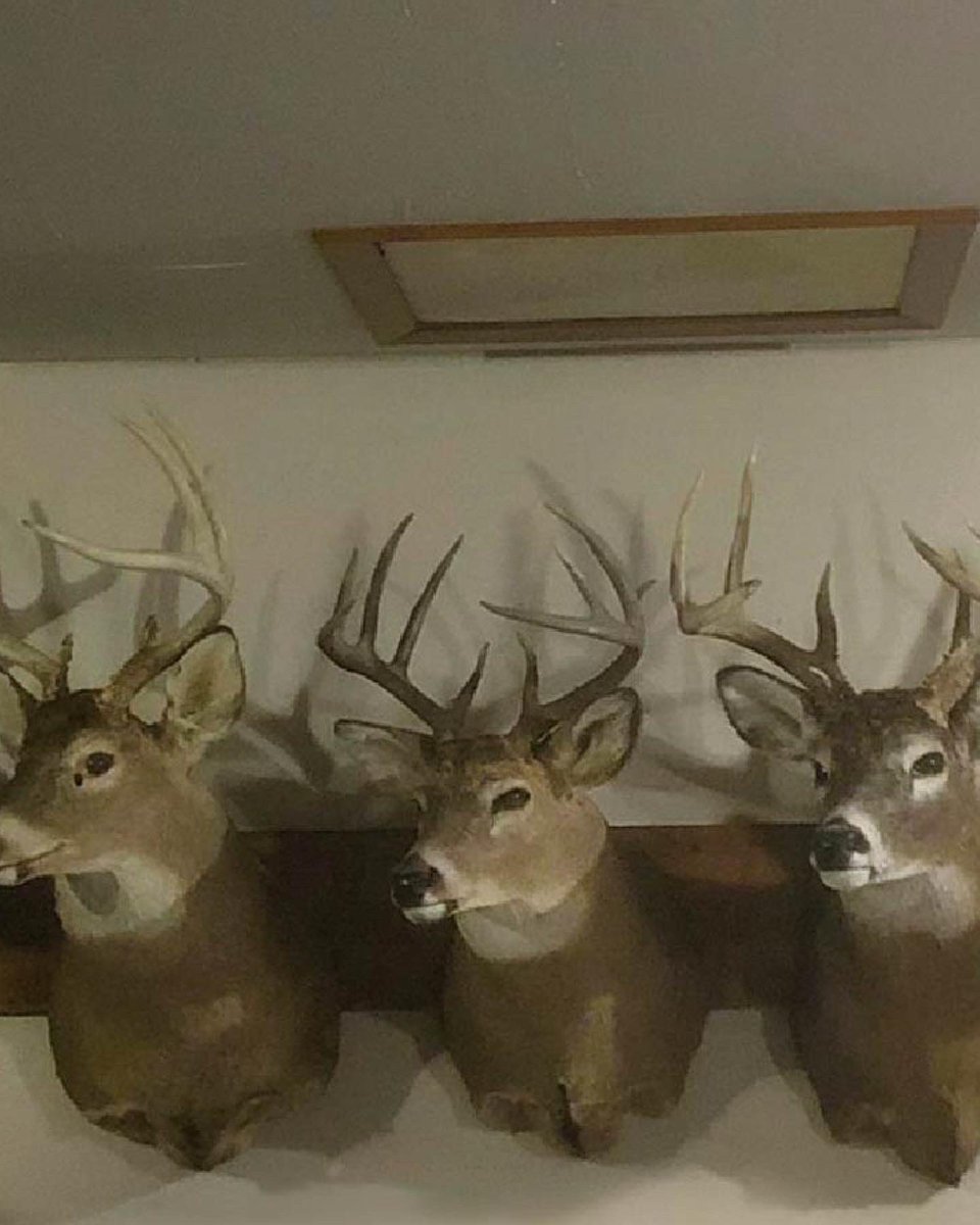 Wild Instinct tweet media