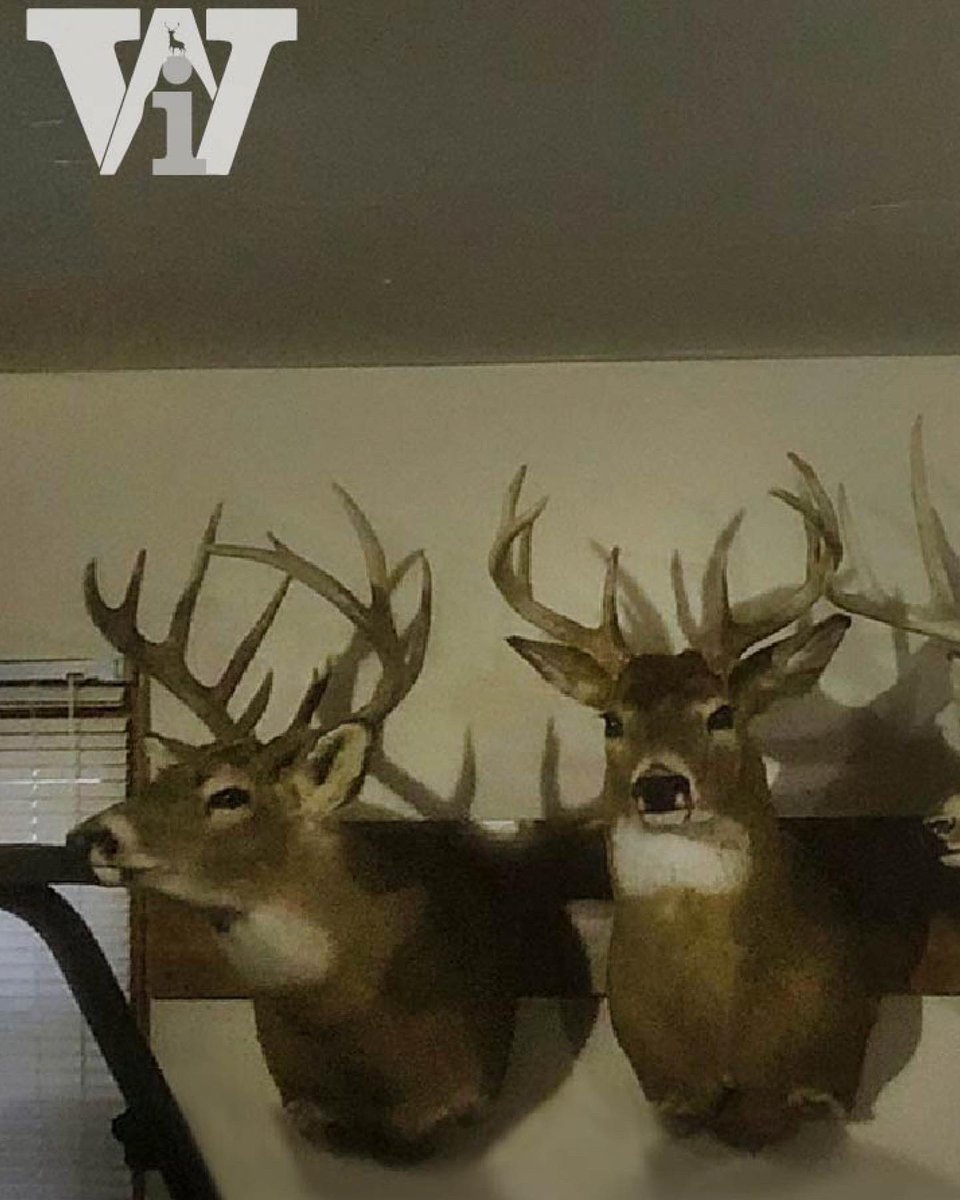 Wild Instinct tweet media