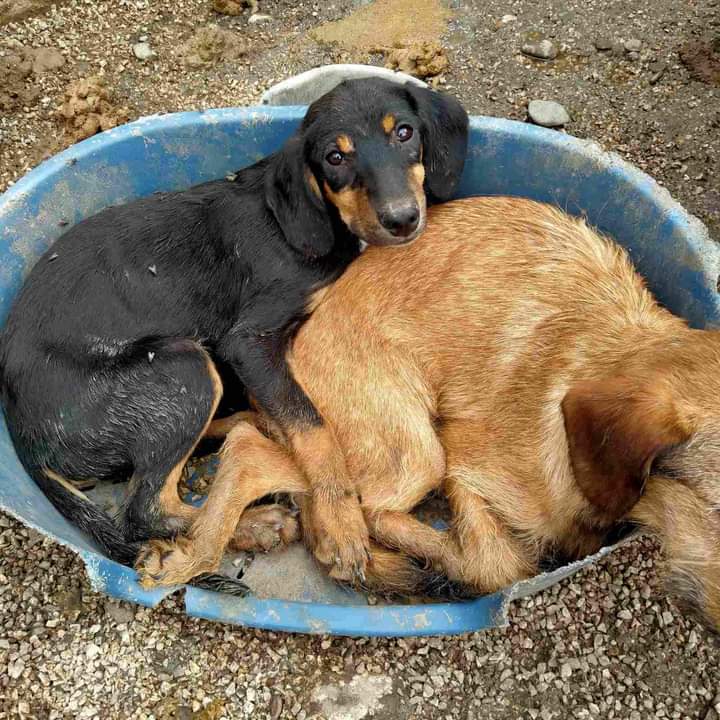 prijedoremergen's tweet photo. Dopo giorni di tristezza è giusto tornare a parlare di loro,di quei cani che fanno parte di questa lotta e della ns grande famiglia, ma soprattutto di quei cani che dopo tanto soffrire hanno bisogno di una speranza per poter credere ancora in qualcosa❤️ 👇
https://t.co/zf1PkqOorl https://t.co/Dxlg8Ugh0E