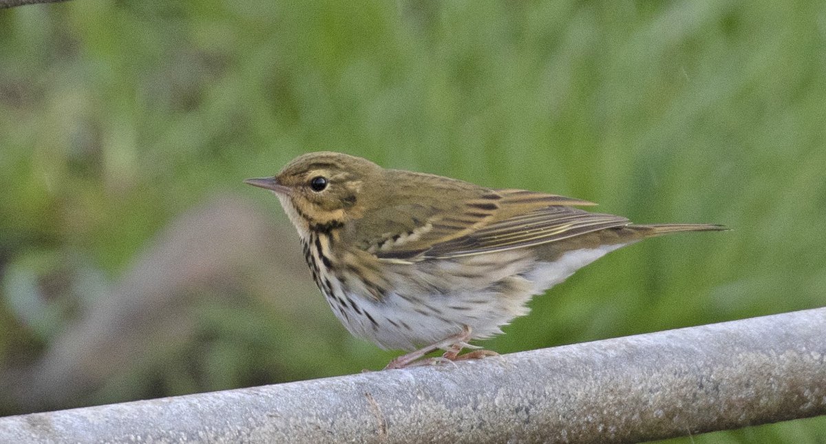 RogerRiddington's tweet photo. Olive-backed Pipit - no longer at the top table of Siberian waifs but still a bird to light up a morning at Quendale. @NatureInShet @RareBirdAlertUK @BirdGuides https://t.co/GNRFSjl0xn