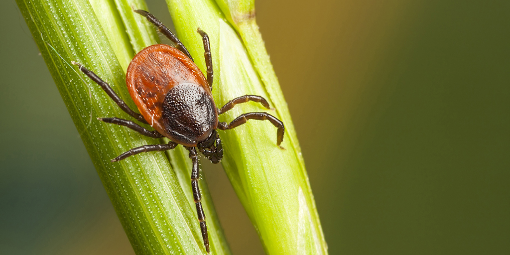 Although the risk of contracting Lyme disease is low, blacklegged ticks are active across York Region. Visit york.ca/LymeDisease to find out what you need to do to protect yourself and your family #LymeDisease
