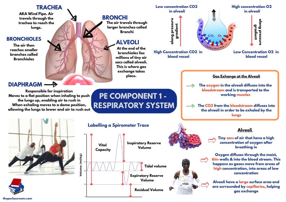 Cheat Sheet on the Respiratory System - great for pupils who revise best through visual learning! We send these out for free on our weekly mailing list - join here - thepeclassroom.com/mailing-list/