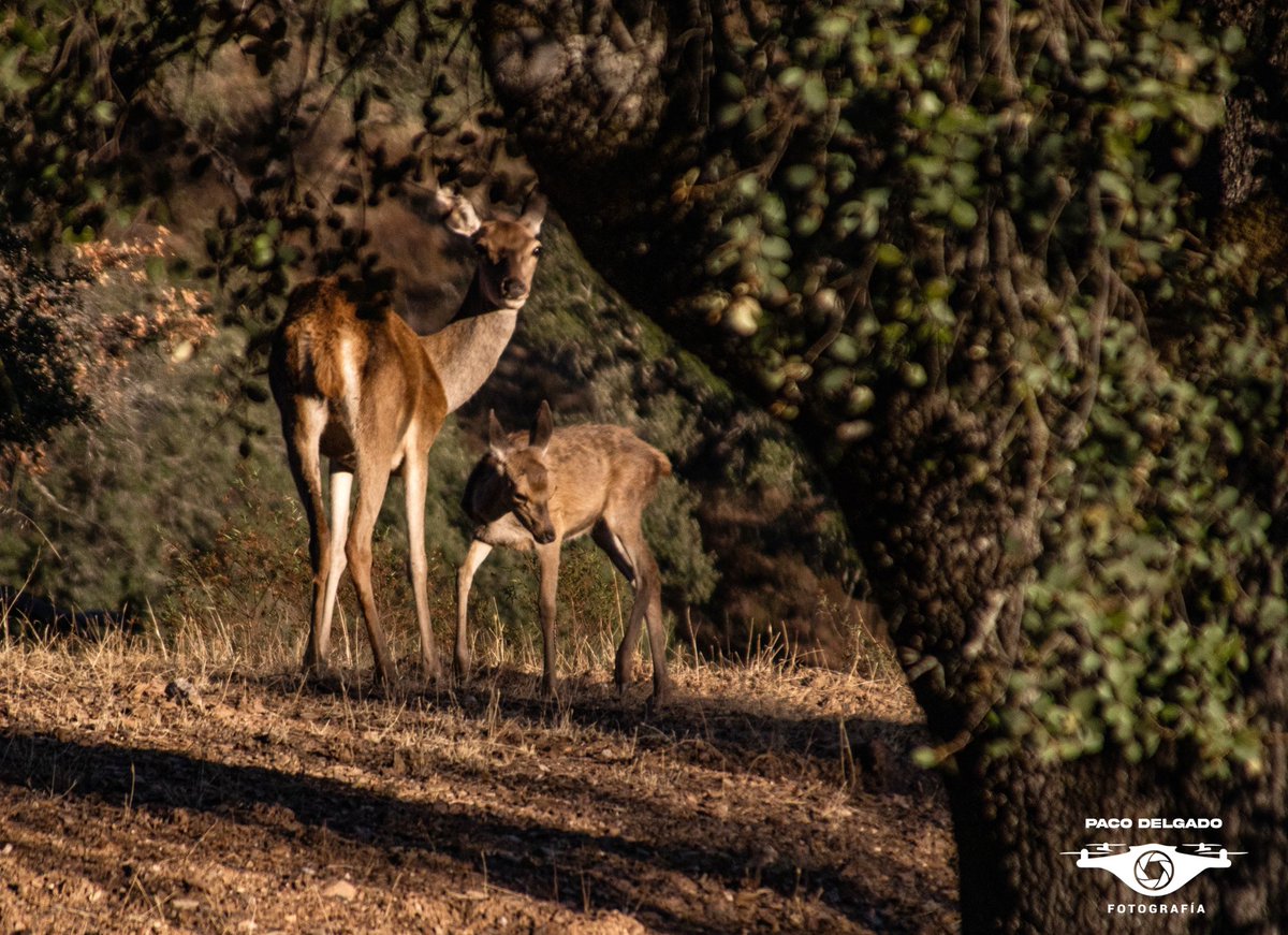PacoDelgado18's tweet photo. Comienza el tiempo de berrea en la Sierra de Aracena. Esta vez se han visto poco machos, seguiremos al acecho… 📸📸 

#Sierra #Aracena #berrea #cierva #cria https://t.co/hvLBxNwayW