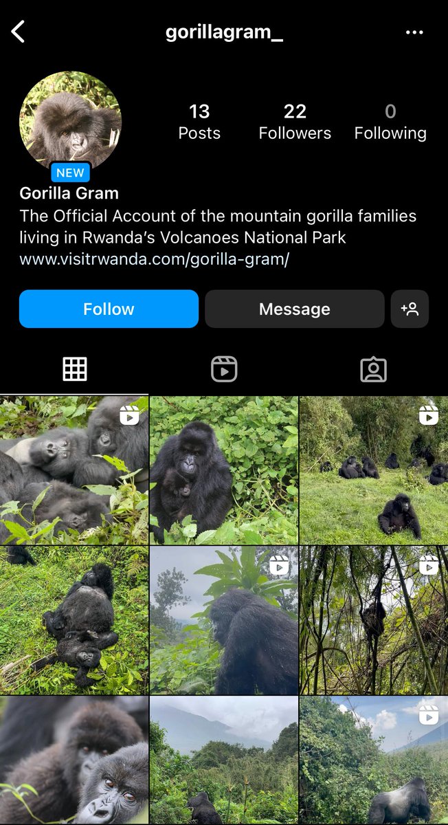RDBrwanda's tweet photo. Gorilla Gram is a citizen-science conservation program where the over 20 habituated mountain gorilla families in @VolcanoesPark will have active accounts on Instagram that visitors can tag with daily photo and video content that will ease their monitoring. (2/4)
 
#VisitRwanda🦍 https://t.co/PaJghCTnT5