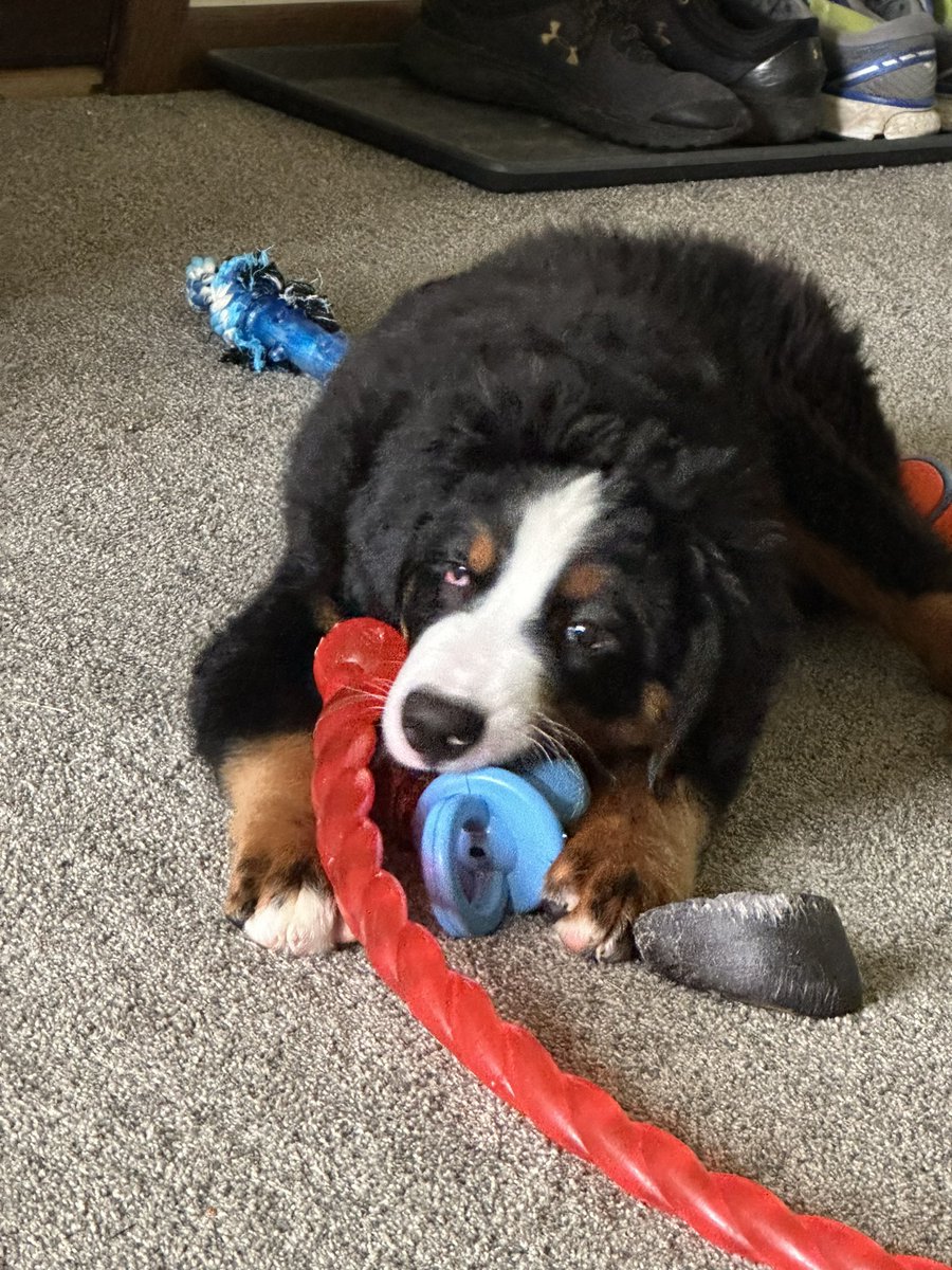 Grenvil14's tweet photo. The boy needs all his toys near by https://t.co/Bodya0L3SC
