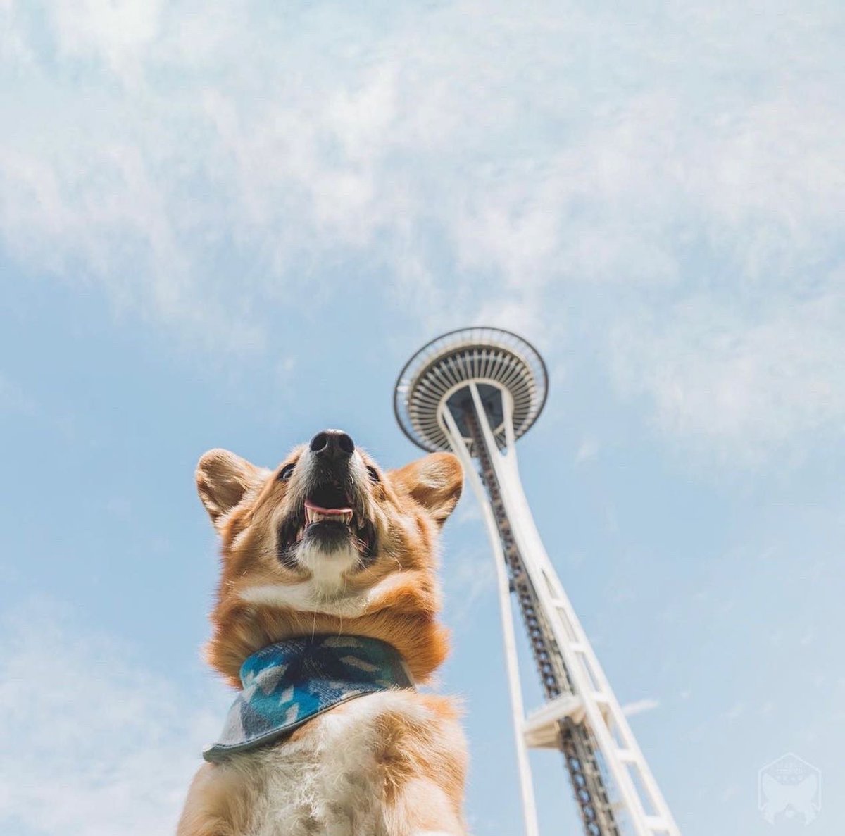 9thThomas's tweet image. Ollie is coming to 9th &amp;amp; Thomas 🐕 This Friday, Sept 30th, Ollie will be at HQ3 from 12-8pm sampling out *free dog food* for their upcoming launch in Seattle — see you and your pup in @southlakeunion! Learn more at myollie.com 🐾 #myollie #dogsofseattle