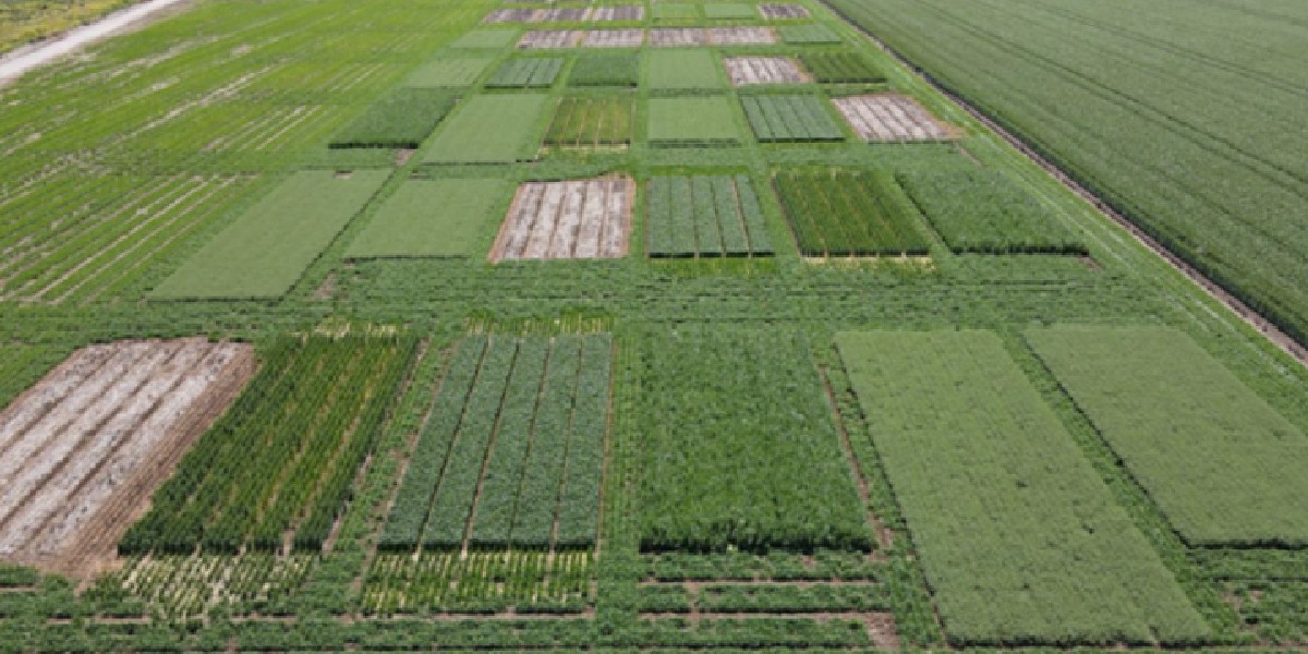 NOWLEY FIELD DAY

📅 8am-2pm, Wednesday 5 October
📍 Spring Ridge

The event will cover:
🌾 Crop sequence results discussion
🌾 Low cost fallow spot sprayer
🌾 Aqua Till tech on display

For more info head to fal.cn/3sfwe
@NSWDPI_AGRONOMY <a href="/theGRDC/">GRDC</a> <a href="/CSIRO/">CSIRO</a>
