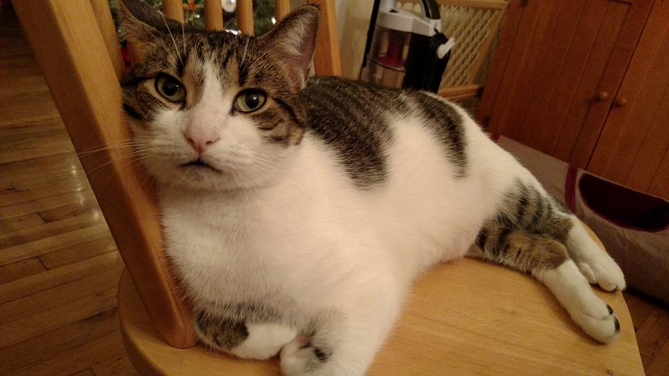 Merlin80643296's tweet image. I do!