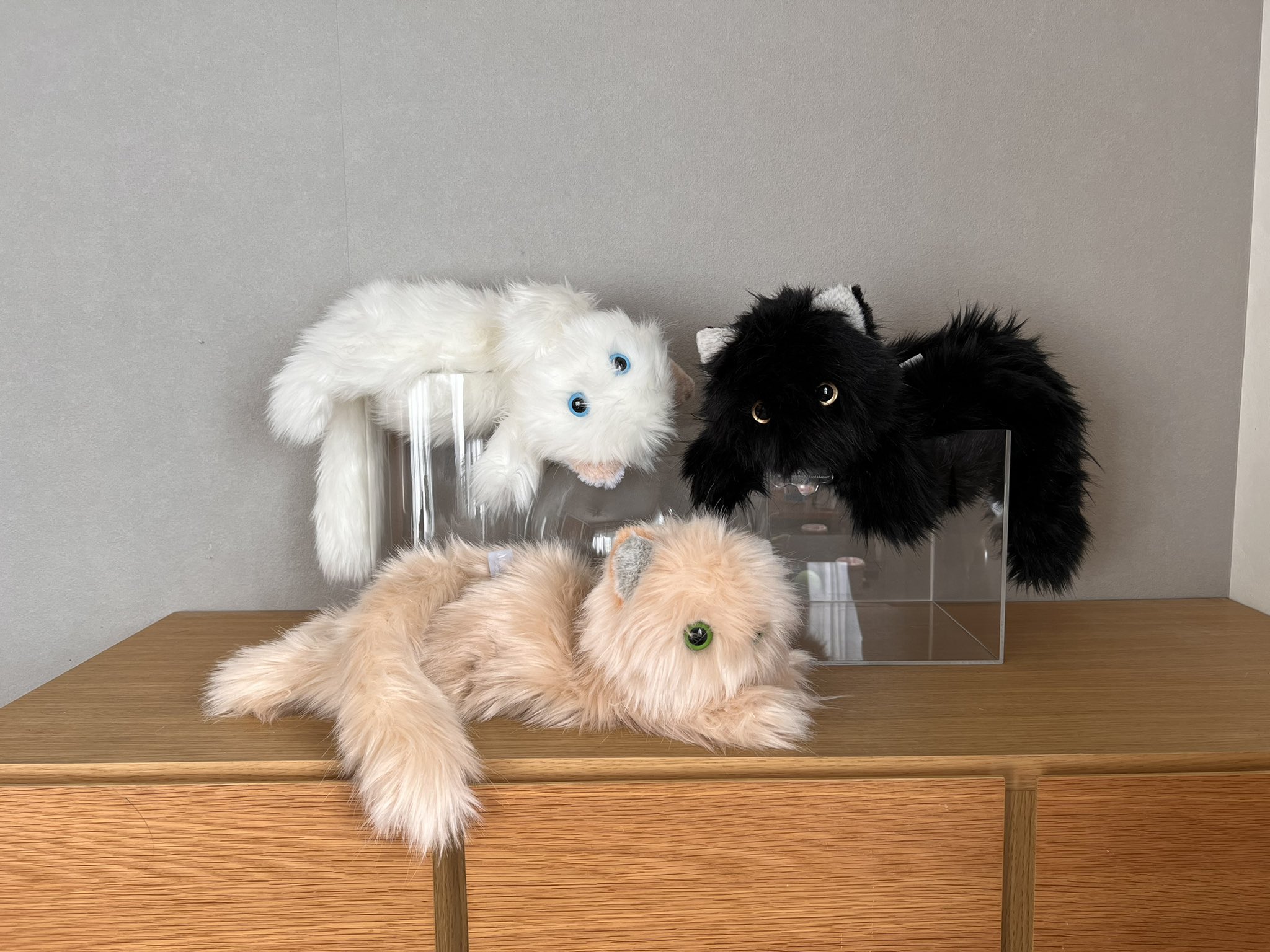 なつかない猫　せこなお　ぬいぐるみ Amazon.co.jp: せこなお なつかない猫 ぬいぐるみ : おもちゃ