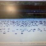 月形温泉ホテル ゆりかご【公式】のツイート画像