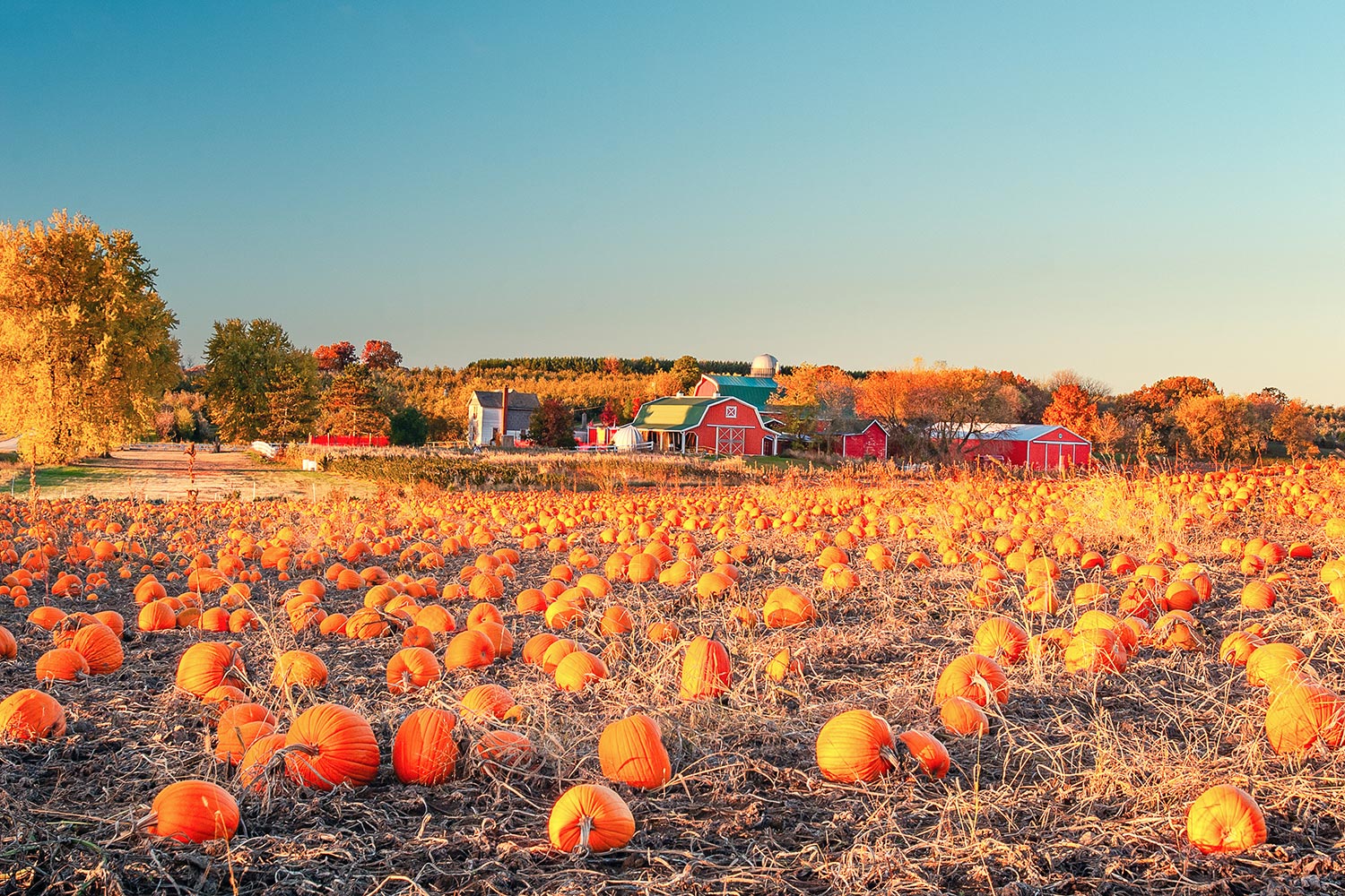 Wisconsin Photos on Twitter "A field full of pumpkins on a pumpkin