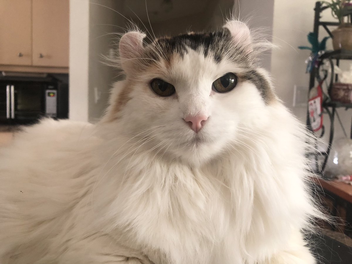 Ginger💕 RIP Chloee🌈💔 tweet media