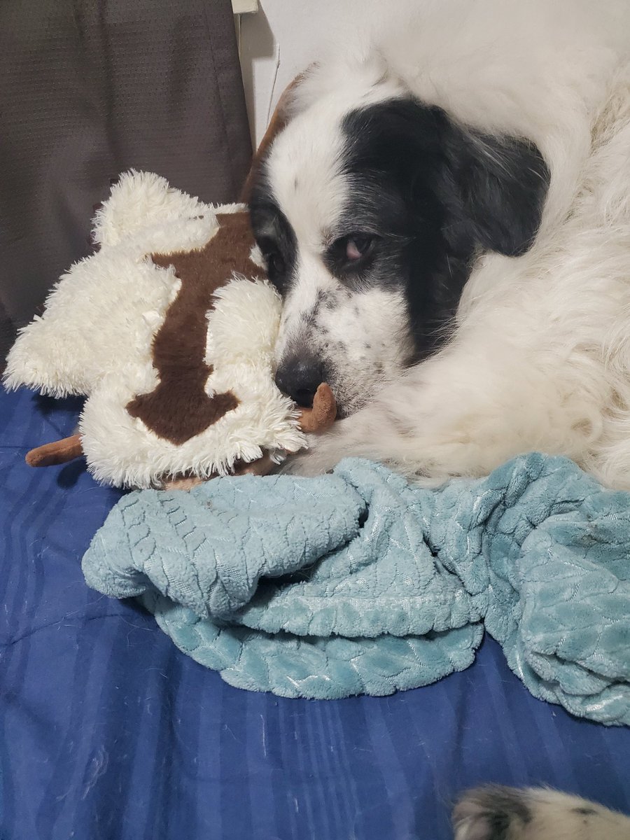 apartytoaccess's tweet photo. Rachel Voss: How do we become friends with @HeyBethMay?
@Miss_Moonshadow: idk. We need a plan.
RV: I have it! We introduce her to my giant fluffy dog, Bellenor Rosa Voss. Flawless plan.
#bethmay #daddies #dnd #DungeonsandDaddies #dnd5e #ttrpg #podcast https://t.co/VcT80MpNwZ