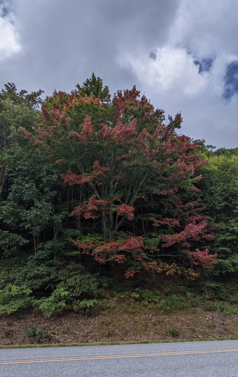 localyokelwx's tweet photo. 9 days later
#colorseason https://t.co/WPuxErWtEQ