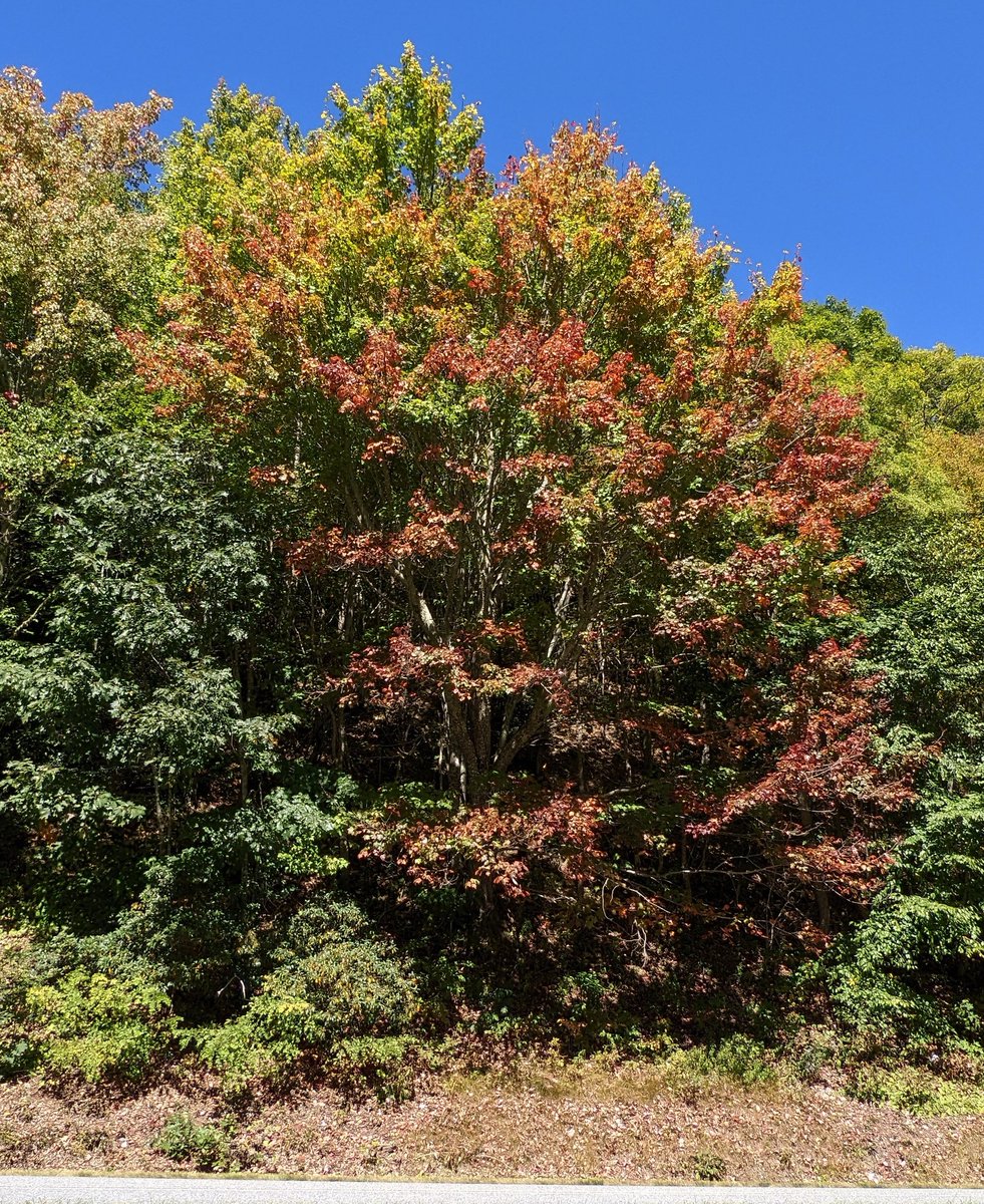 localyokelwx's tweet photo. 9 days later
#colorseason https://t.co/WPuxErWtEQ