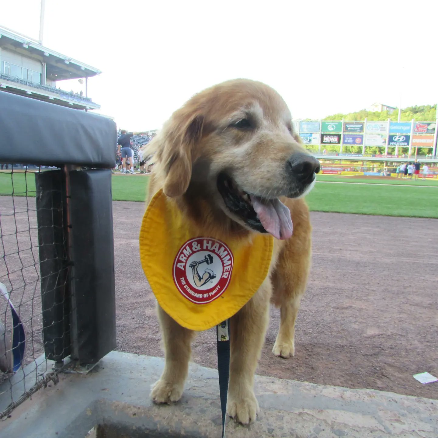 Rookie on Twitter: "My road trip continues tomorrow @swbrailriders when they play @BuffaloBisons Rookie on Twitter: "My road trip continues tomorrow @swbrailriders when they play @BuffaloBisons