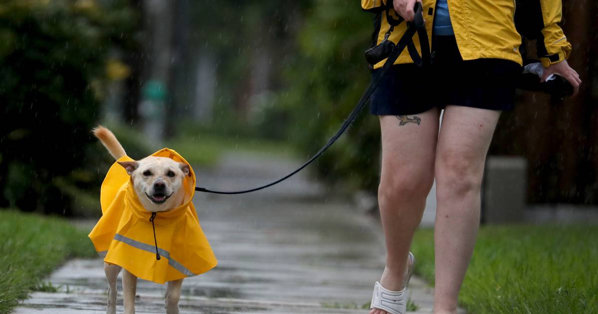 Pets &amp; the potty break: If your dogs won’t (or can’t) go out in the rain, here’s help trib.al/UYDiMIe