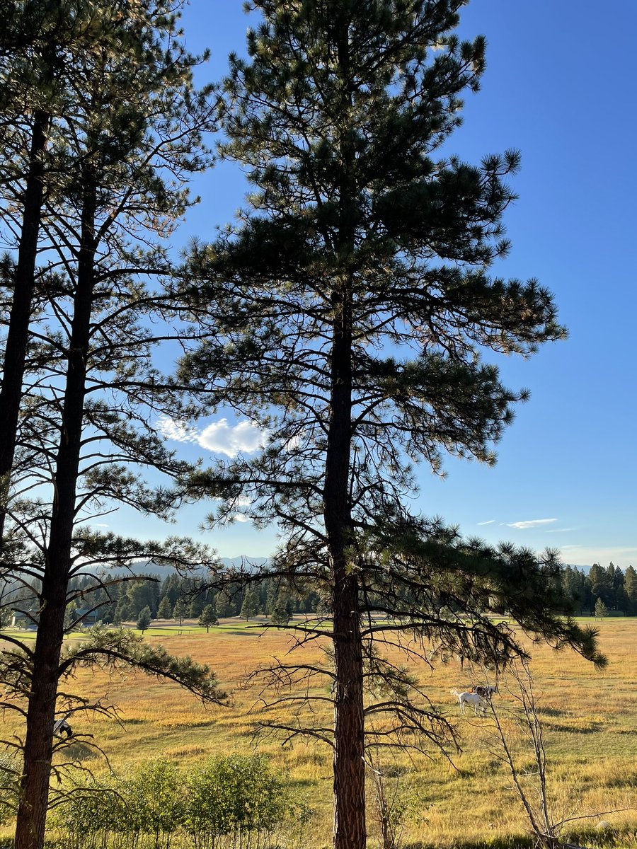 Hamilton Boyce tweet media