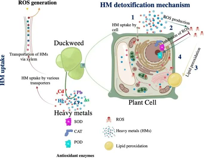 sci_plant's tweet photo. Duckweed: a potential phytosensor for heavy metals 

https://t.co/Gm4ecbLPa7 
#plantsci ♻️ https://t.co/TCSkVDFg6G