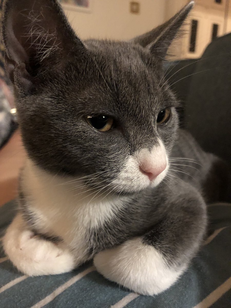 bough_laura's tweet photo. 3,2,1 … PAW TUCK! #Cat #kitten #poppy #littlebeauty https://t.co/d1ZWLQLdwX