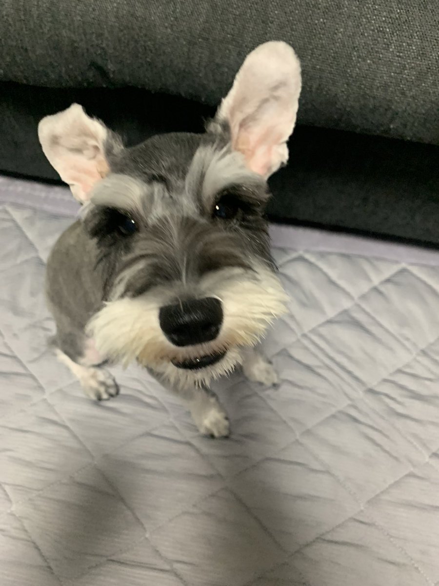 ミニチュアシュナウザー #モシャモシャから丸刈りへ #おじいちゃん