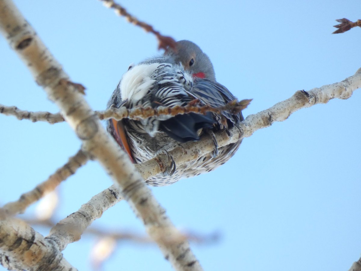 BRotness's tweet photo. Aww, a young Northern flicker❣ #birds #birding #nature
#wildlife #twitternaturecommunity #twitterbirds https://t.co/i59S5eyAJ0