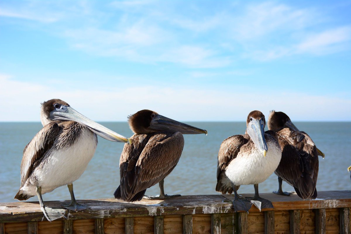 BrettRobinson1's tweet image. Gang's all here! #BRVacations
