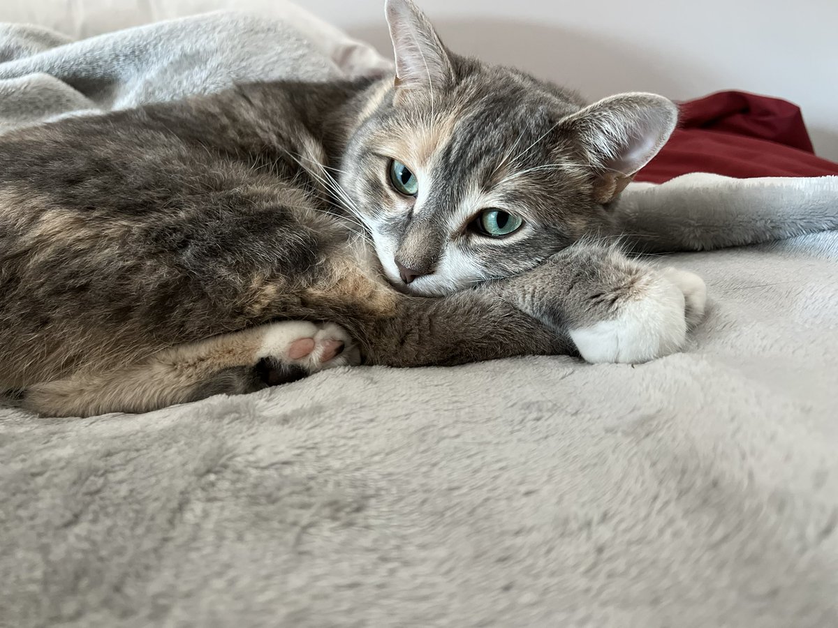 Isifmobile's tweet photo. @literallymecats https://t.co/ReJt9Wd4Wr
