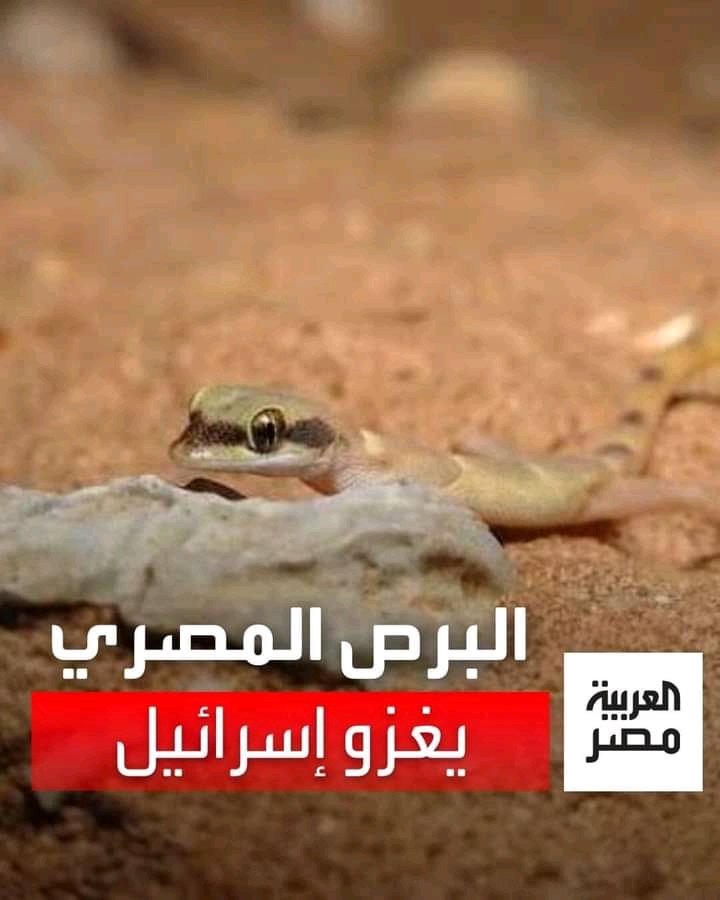 mared_elgabl's tweet photo. بيقولك البرص المصرى غزى إسرائيل فى ٦ ساعات
كل ما هو مصرى معلم على إسرائيل حتى و لو كان برص 🤣 https://t.co/Dej8ifT5GR