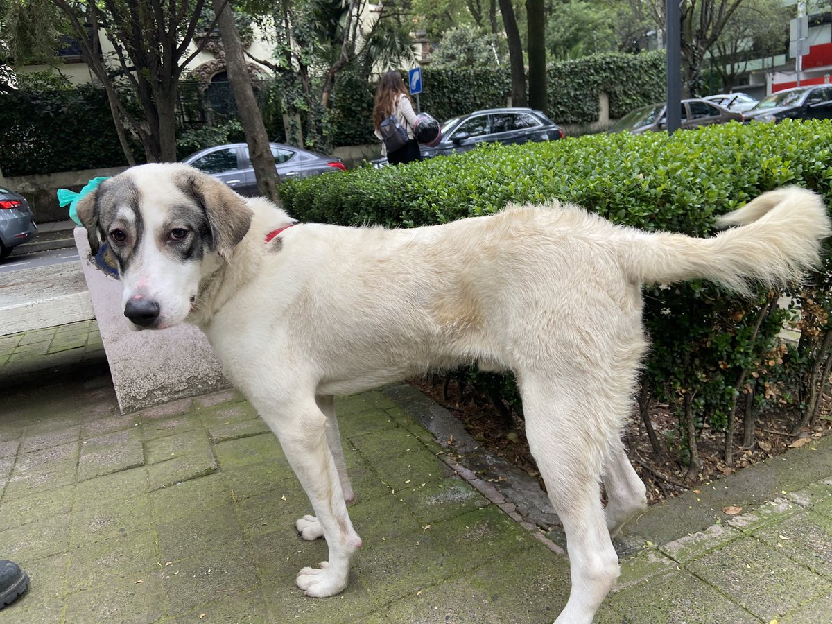 karlaksas's tweet photo. Me ayudan a difundir! Abandonaron a este perrito en el parque Lincoln, tiene lastimadas sus patitas.
Alguien que pueda darle apoyo temporal??
@AlcaldiaMHmx @SalvandoPatitas @MascotasSismo https://t.co/V3IF5tfbEU