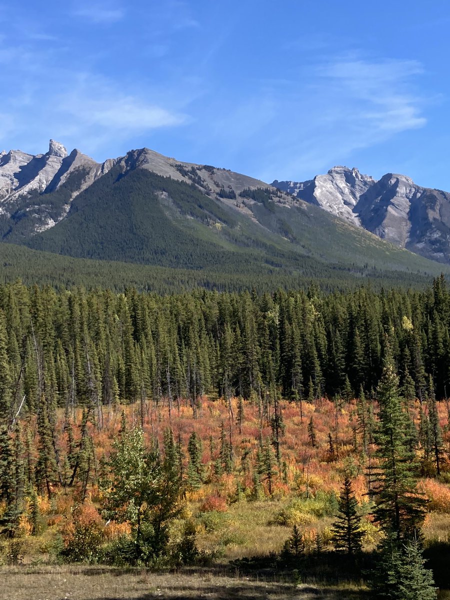 This view never gets old. #fallcolours #canadianrockies