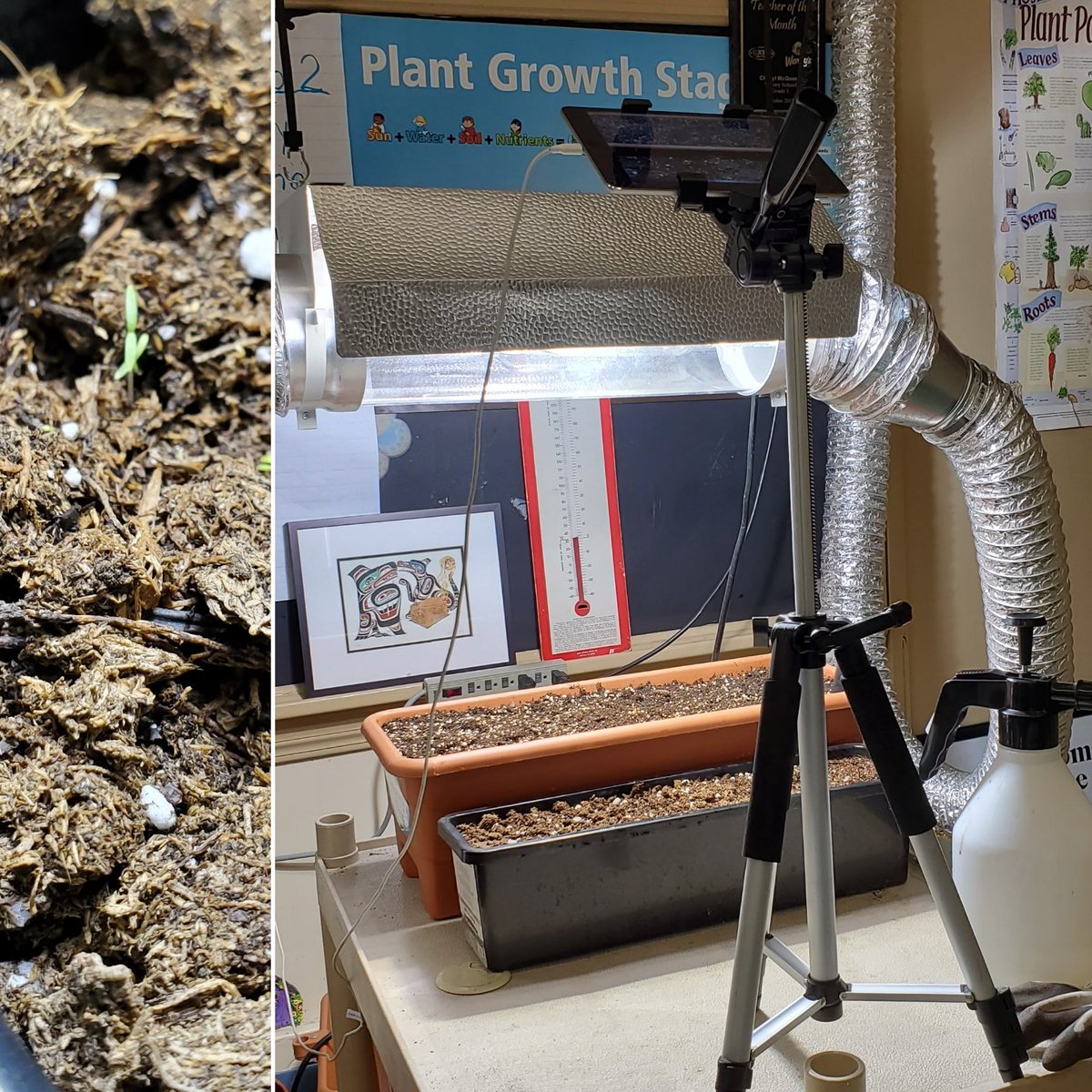 Cheryl McQueen tweet media