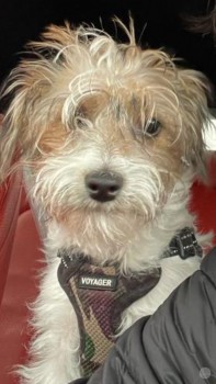 The_Animal_Team's tweet photo. Female #JackRussellTerrierX White/Beige #Stolen from #Patchway #Bristol #BS34 area, #SouthWest on Thursday, 15/9/22. She has a liver complaint & needs medication three times a day, she’s very ill. https://t.co/G5IYTYGeU3 #dogsoftwitter #MissingDog #StolenDog #Tunk https://t.co/hvaMJrgrS7