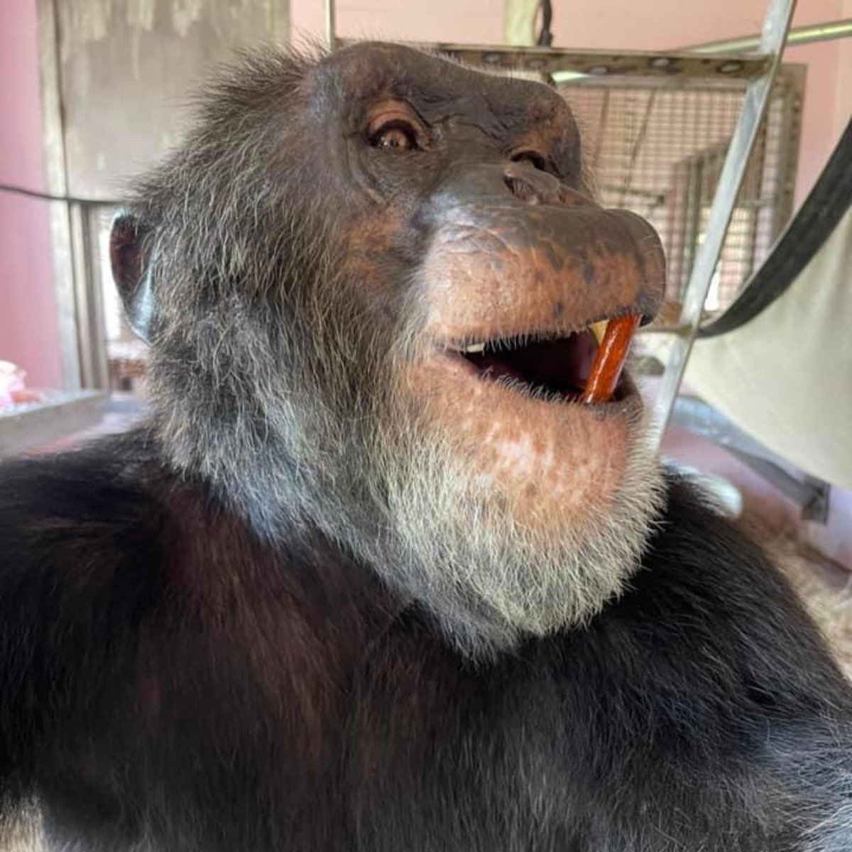 SaveTheChimps's tweet photo. #CaponeTheChimp spiced up his day with cinnamon stick enrichment! Anyone else in the mood for cinnamon this fall?! https://t.co/lAKTbFUhhq