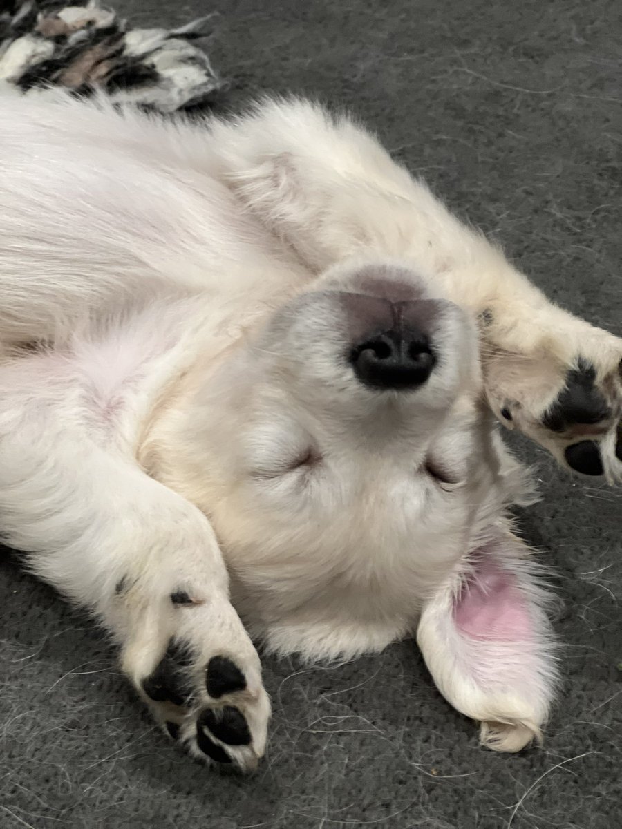 gorgeousgoldies's tweet image. It’s a hard job being this gorgeous! Niamh 💗🐾 #goldenretrieverpuppy #Goldenretrievers #Puppies
