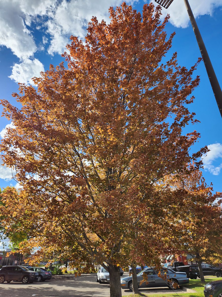 imGami's tweet photo. 🍂 https://t.co/cVdh09O2ji